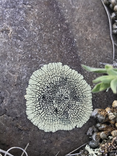 Xanthoparmelia subdecipiens