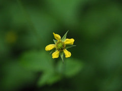 Geum urbanum