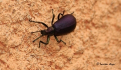 Metallonotus