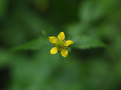 Geum urbanum