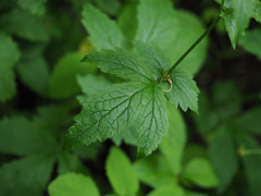 Geum urbanum