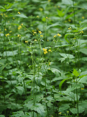 Geum urbanum
