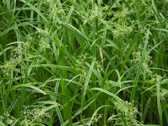 Scirpus sylvaticus