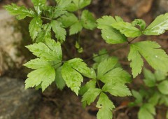 Xanthorhiza simplicissima