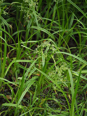 Scirpus sylvaticus