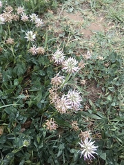 Trifolium ambiguum