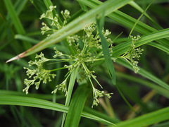 Scirpus sylvaticus
