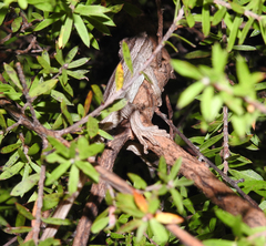 Toropuku inexpectatus