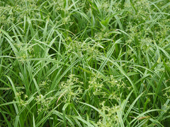 Scirpus sylvaticus