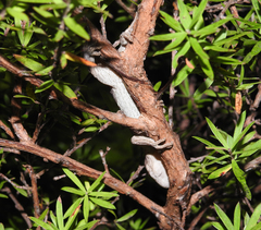Toropuku inexpectatus