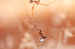 Argyrodes argyrodes