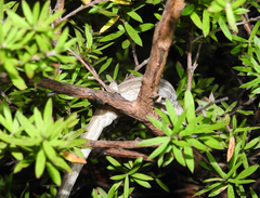Toropuku inexpectatus