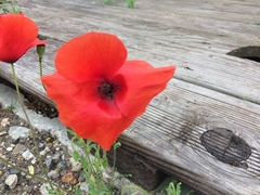 Papaver rhoeas