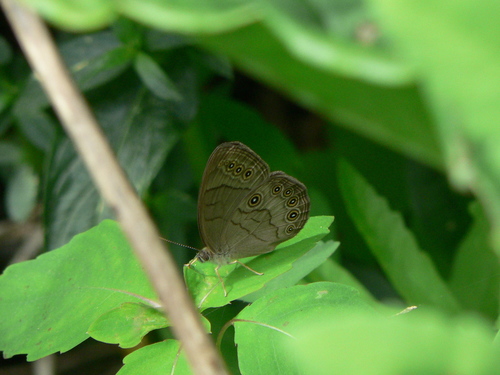 Appalachian Brown photo 4