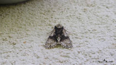 Acronicta alni