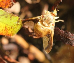 Goniops chrysocoma