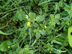 Medicago lupulina