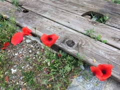 Papaver rhoeas