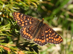 Euphydryas intermedia