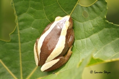 Afrixalus fornasini
