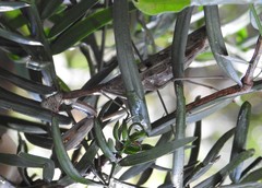 Polyspilota aeruginosa