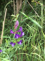 Vicia onobrychioides