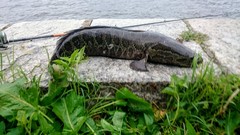 Channa argus