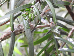 Polyspilota aeruginosa