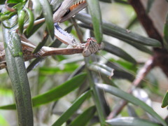Polyspilota aeruginosa