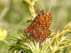 Euphydryas intermedia
