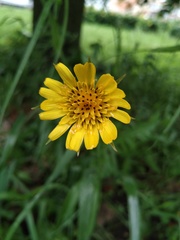 Tragopogon pratensis