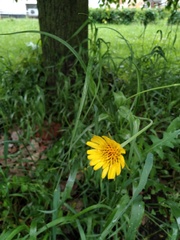 Tragopogon pratensis
