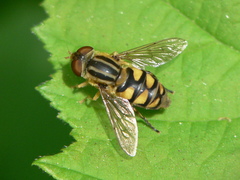 Parhelophilus integer