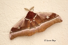 Bunaea alcinoe
