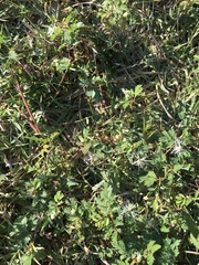 Desmanthus pernambucanus