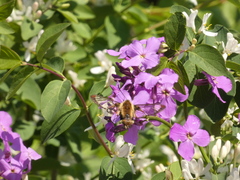 Hemaris aethra