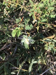 Desmanthus pernambucanus