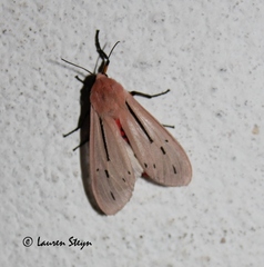 Creatonotos