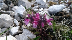 Pedicularis rosea