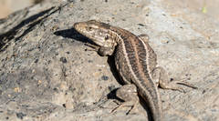 Gallotia galloti galloti