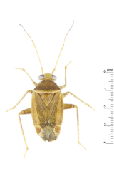 Diognetus intonsus