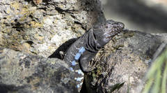 Gallotia galloti galloti