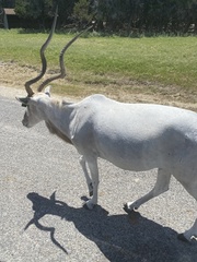 Addax