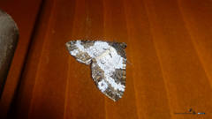 Melanthia procellata