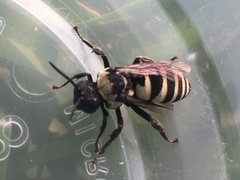 Triepeolus concavus