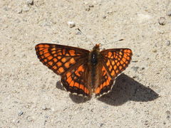 Euphydryas intermedia