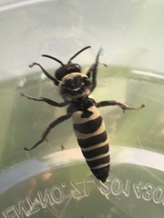 Triepeolus concavus