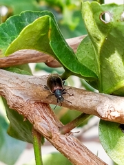 Lagria villosa