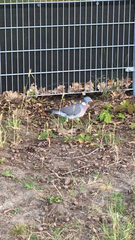 Columba palumbus