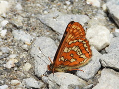 Euphydryas intermedia
